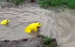 Have You Seen Yellow Frogs?