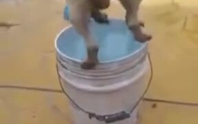 What Do You Call Pug In A Bucket?