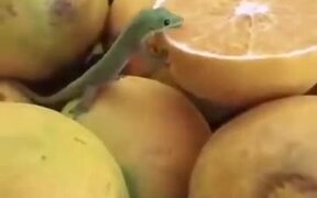 Lizard Loves To Lick Melon - Animals - VIDEOTIME.COM