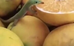 Lizard Loves To Lick Melon