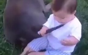 When The Baby Wants To Eat A Dog's Tail