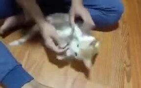 How To Control A Kitten - Animals - VIDEOTIME.COM