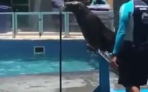 A Singing Seal - Animals - VIDEOTIME.COM