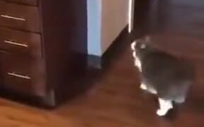 Fat Cat Unable To Jump