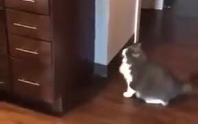 Fat Cat Unable To Jump - Animals - VIDEOTIME.COM
