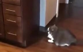 Fat Cat Unable To Jump