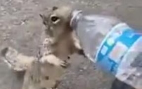 Thirsty Squirrel Asking A Human For Water