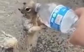 Thirsty Squirrel Asking A Human For Water - Animals - VIDEOTIME.COM