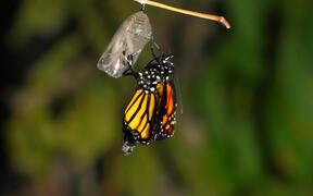 Butterfly Hatching