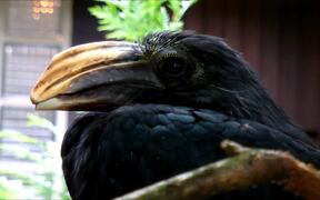 Sulawesi Hornbill - Animals - VIDEOTIME.COM