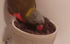 Lorikeet Destroying A Pot - Animals - VIDEOTIME.COM