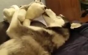 Husky Playing With Stuffed Husky