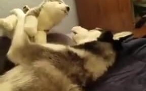 Husky Playing With Stuffed Husky - Animals - VIDEOTIME.COM