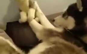 Husky Playing With Stuffed Husky - Animals - VIDEOTIME.COM