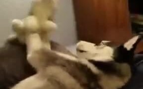 Husky Playing With Stuffed Husky