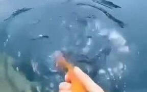 A Fish That Loves Humans