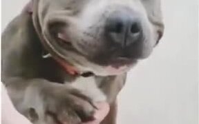 Cute Pitbull With A Smile - Animals - VIDEOTIME.COM