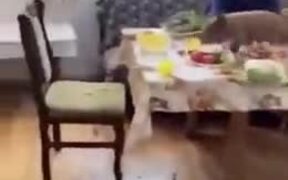 Piggie Destroying Dinner Table - Animals - VIDEOTIME.COM