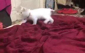 Cutest Kitten Playing On The Bed - Animals - VIDEOTIME.COM
