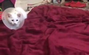 Cutest Kitten Playing On The Bed