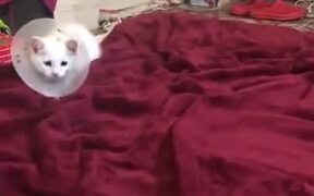 Cutest Kitten Playing On The Bed - Animals - VIDEOTIME.COM