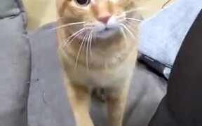 A Cat That Loves Playing Fetch - Animals - VIDEOTIME.COM