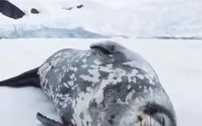 Even Seals Talk In Their Sleep - Animals - VIDEOTIME.COM