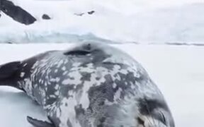 Even Seals Talk In Their Sleep