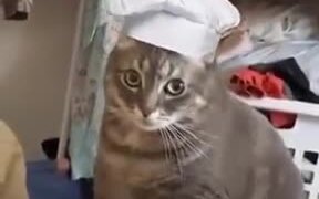If A Cat Worked In A Bread Shop