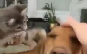 Kitten Patting Doggo