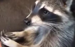 This Racoon Loves A Foot Rub