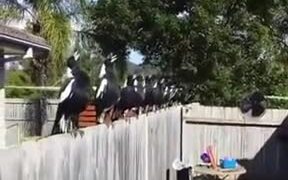 Trained White Crows