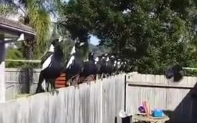 Trained White Crows - Animals - VIDEOTIME.COM