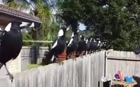 Trained White Crows
