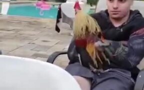 Sleeping Guy Pranked With A Rooster On The Lap - Fun - VIDEOTIME.COM