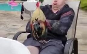 Sleeping Guy Pranked With A Rooster On The Lap