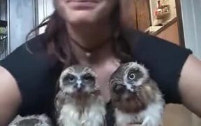 Three Owls And A Weird Lady - Animals - VIDEOTIME.COM