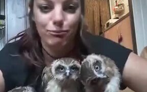 Three Owls And A Weird Lady - Animals - VIDEOTIME.COM