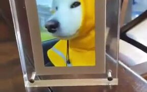 Happy Doggo Got Its Own Video Frame
