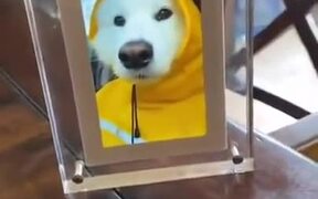 Happy Doggo Got Its Own Video Frame
