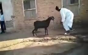 How To Fight Goats Properly