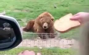 Bear With A Great Catch