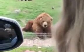 Bear With A Great Catch - Animals - VIDEOTIME.COM