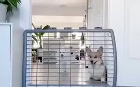 Poor Corgi Unable To Jump A Fence