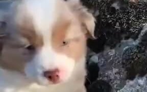 Cutest Furball Of The Day - Animals - VIDEOTIME.COM