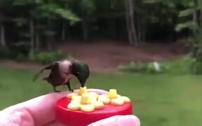 A Beautiful Hummingbird Feeder - Animals - VIDEOTIME.COM
