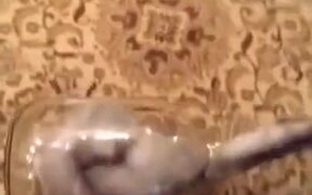 Kitten Vs Glass Jar - Animals - VIDEOTIME.COM