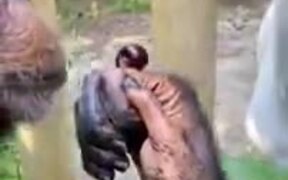 Friendship Between A Chimp And A Horse - Animals - VIDEOTIME.COM