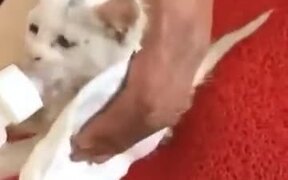 Kind Dog Rescued A Kitten - Animals - VIDEOTIME.COM