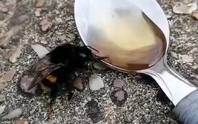 Feeding Honey To A Bee